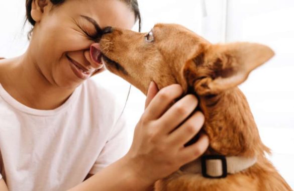 Pourquoi mon chien me lèche tout le temps ? Comprendre votre animal !