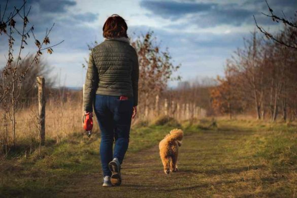 Pourquoi mon chien fait-il demi-tour en pleine promenade ? Comprendre son comportement